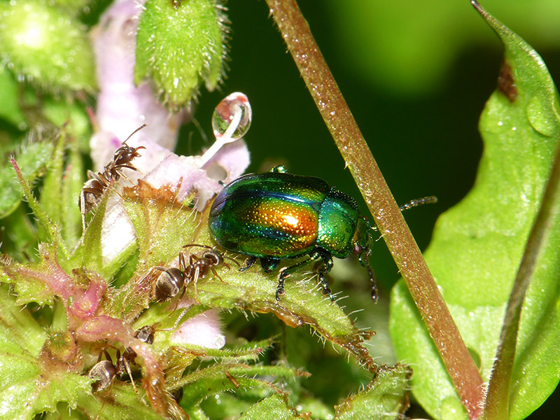 Chrysolina (Fastuolina) fastuosa, Chrysomelidae